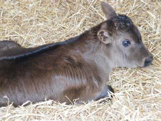 Young Calf